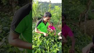 Tea Picking - Plucking Tea at Lumbini Tea Factory, Sri Lanka