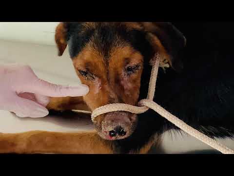 Vídeo: Seu cão poderia estar sofrendo de uma infecção por fungos?