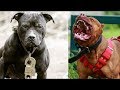 Pitbull l END Dogs l latest l video l 2020