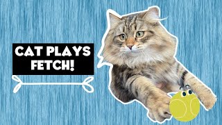 Cat plays fetch! Loki the Siberian Cat playtime