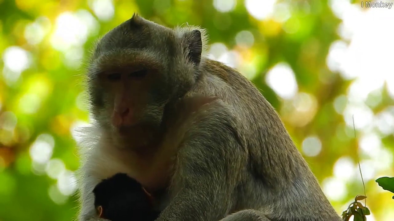 Newborn baby monkey Kevin always suck breast milk & sleep but Katie she has feel tired & sleepy