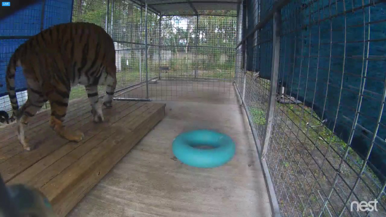 Hoovie gets a visit from Afton in the afternoon, Hoover in Recovery