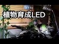 植物育成LEDライトをアクアテラリウムに使う