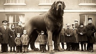 أكبر كلب في العالم على الإطلاق