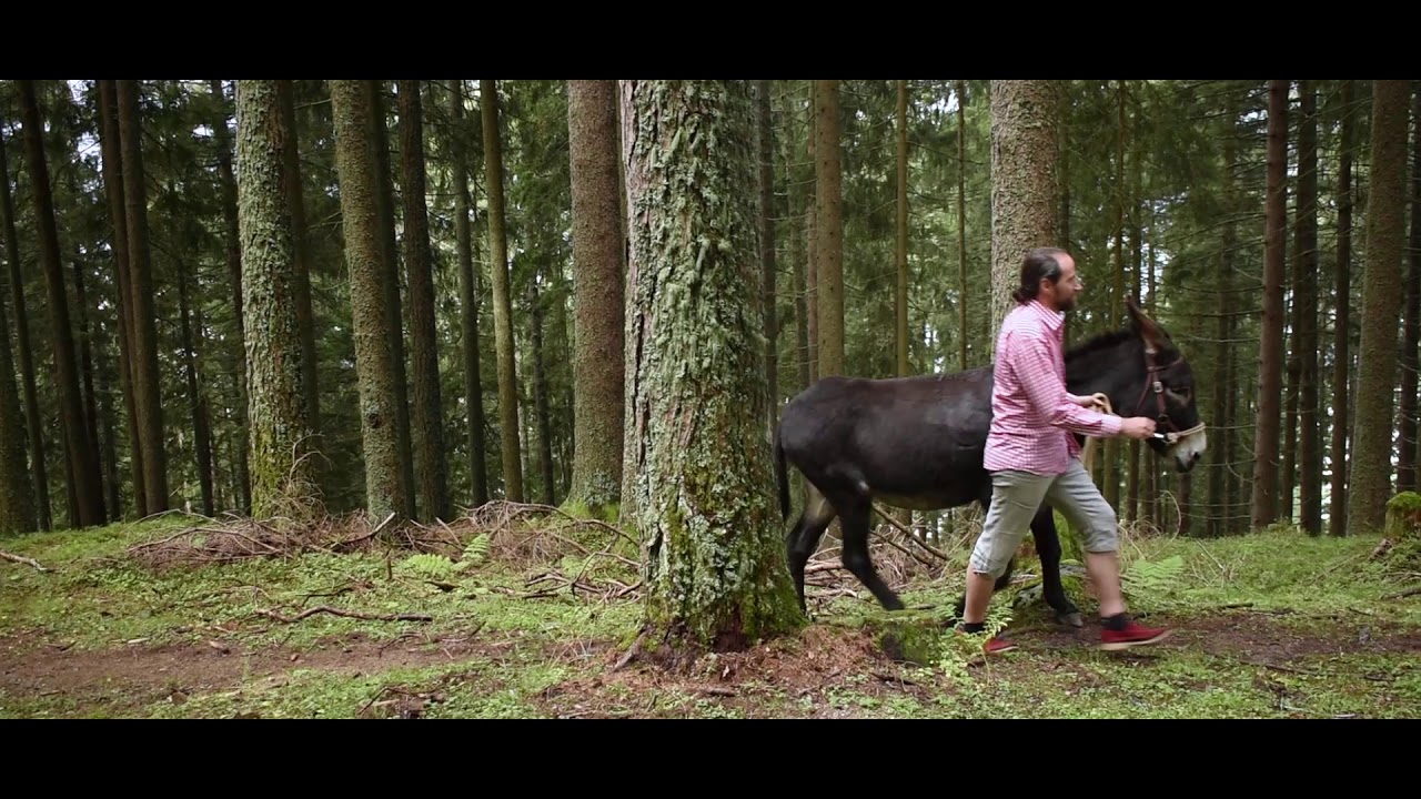 video Bio Hotel Grafenast Urlaub in Pillberg Tirol