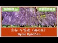 【京都時間.jp】 世界遺産 平等院 #京都​ #KYOTO​ #藤の花 #宇治