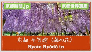 【京都時間.jp】 世界遺産 平等院 #京都​ #KYOTO​ #藤の花 #宇治