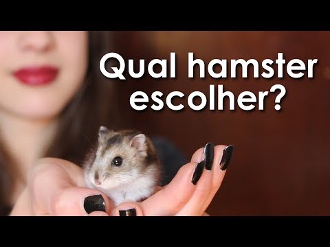 Vídeo: Que Tipo De Raça São Os Hamsters Anões