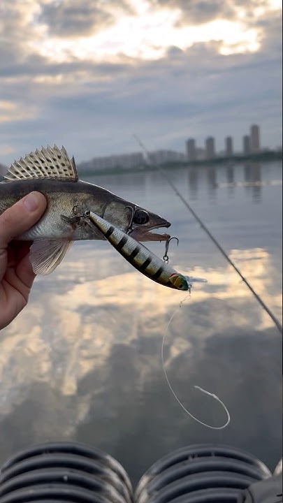 Цвет воблера прям для судака #рыбалка #судак #воблер - YouTube