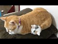 子猫を温めてあげる先住猫