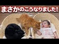 【緊急】双子と猫、ついにこんな関係になりました。