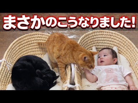 Chachamaru diary - YouTube