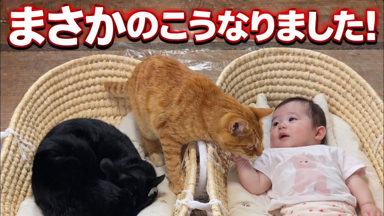緊急】双子と猫、ついにこんな関係になりました。 - YouTube