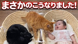 【緊急】双子と猫、ついにこんな関係になりました。