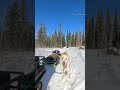 Hauling sheep to a remote alaskan homestead alaska sheep homestead offgrid