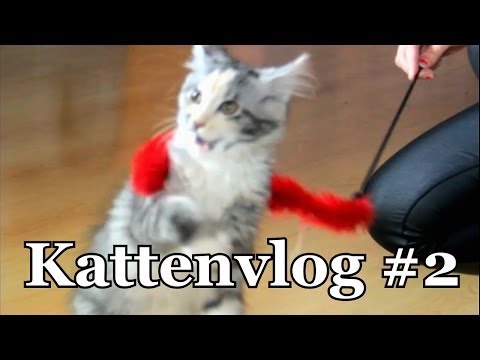 Dat is MIJN Stokje! - Katten Vlog #2