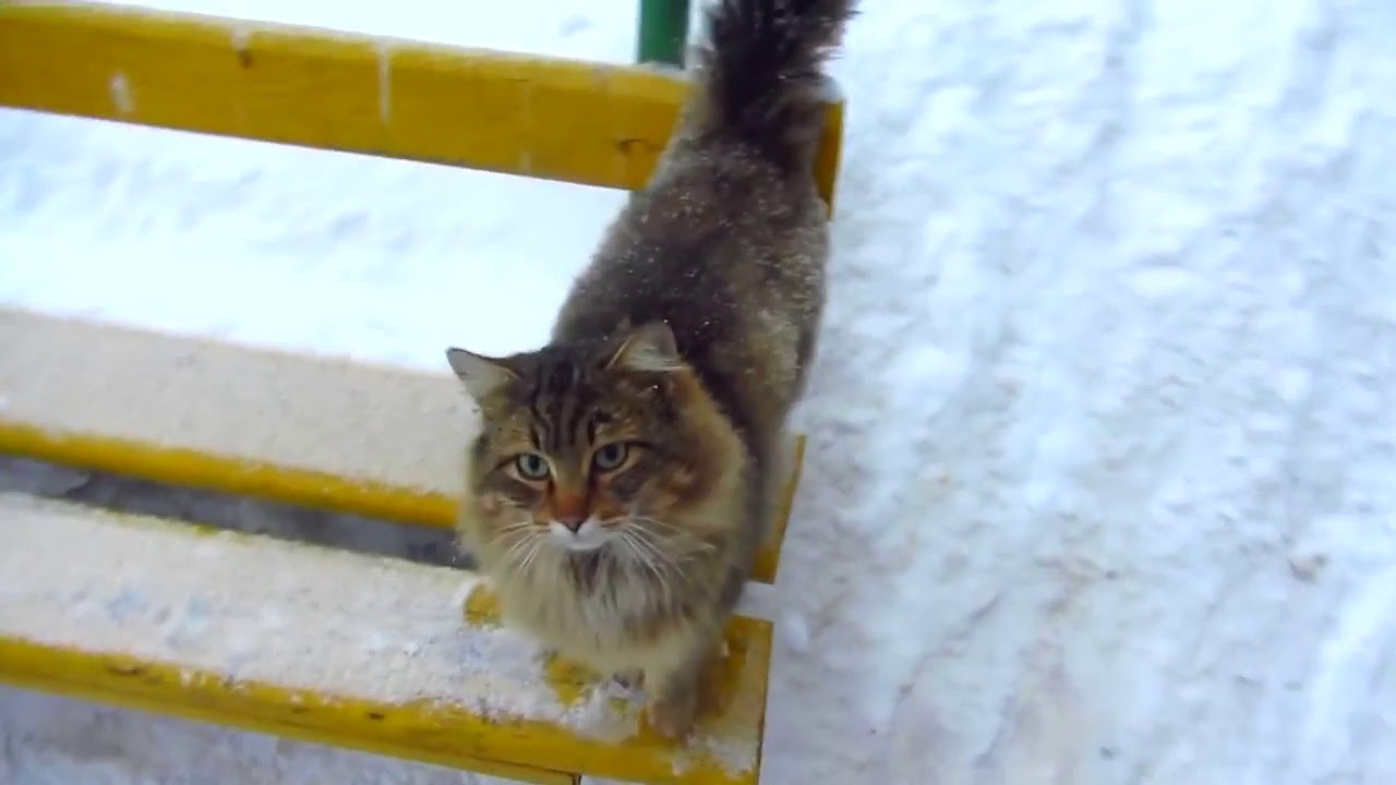 Cute cat with other cats under snowfall clip15 