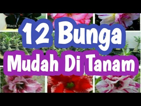 Video: Bunga Yang Tumbuh Cepat: Apa Beberapa Bunga Cepat Tumbuh yang Populer