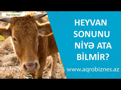 Video: Heyvanlarda metrit nədir?