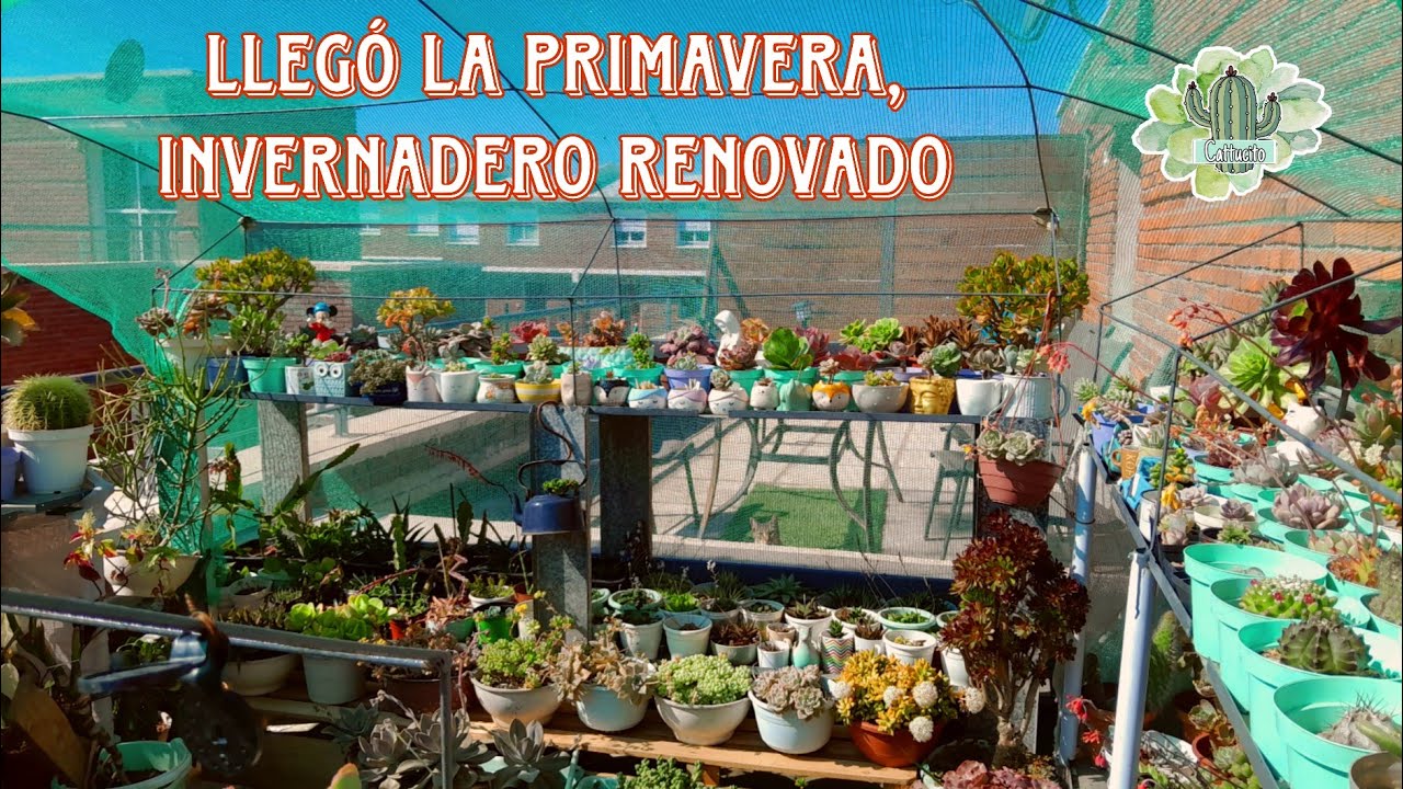 Invernadero renovado: Suculentas organizadas y nuevos proyectos para el jardín | Cattu! 