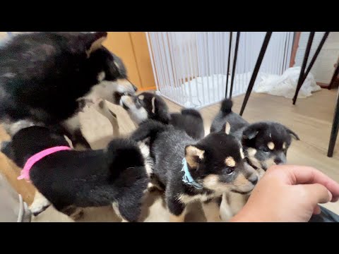 【柴犬 子犬】ヤンチャ度が増してきた生後35日目の子犬たち