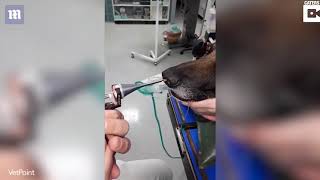 Из носа собаки вытащили палку! Из носа собаки вытащили палку!