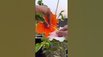 Cross pollination of flowering plants 🫣😍⬇️