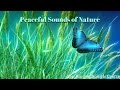 Peaceful Piano Music with Gentle Sounds of Nature | 3 Hours