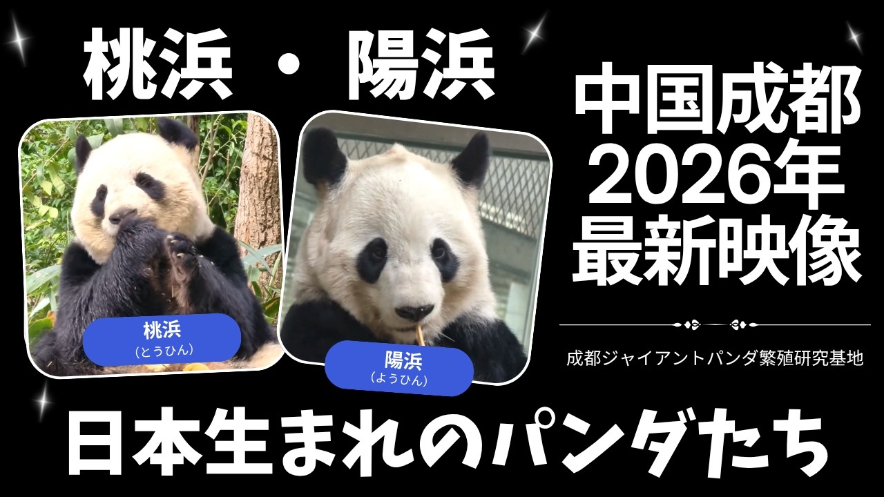 The Current Lives of Japan-Born Giant Pandas Tou Hin and You Hin