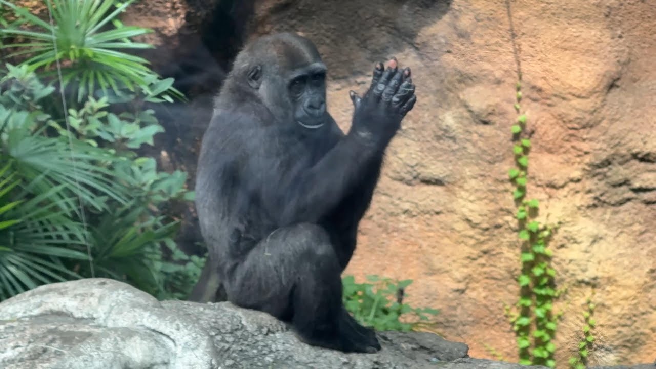 拍手するスモモちゃん【‎2025年‎9月9日】【上野動物園】ゴリラ