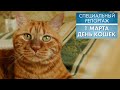 1 марта: День кошек | Специальный репортаж (2021)