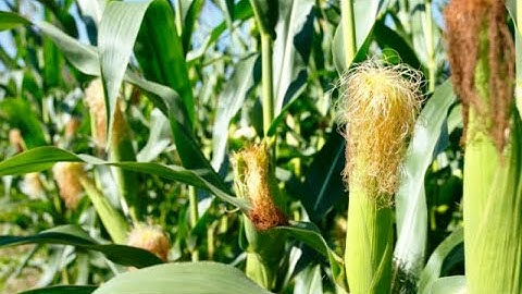 Yield Assessment from Selected Growth Parameters of Maize Grown in Embu County, Kenya