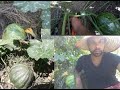 3ème taille de la courge اليقطين/القرع العسلي : التقليم الثالث