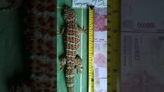 45 cm tokek rumah dg bintik merah