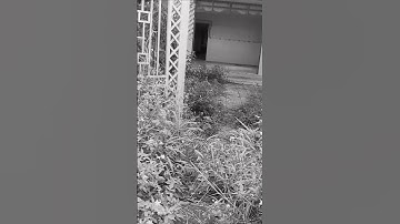 Ngôi nhà bỏ hoang có khối tài sản khủng 14 tỷ và lời đồn về hồn ma người canh giữ nhà #teduky