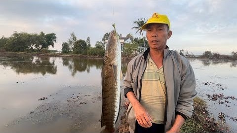 Cắm Câu nhái Khu Nhà hoan Gặp Phải Rắn Trúng Mánh Cá Lóc #26