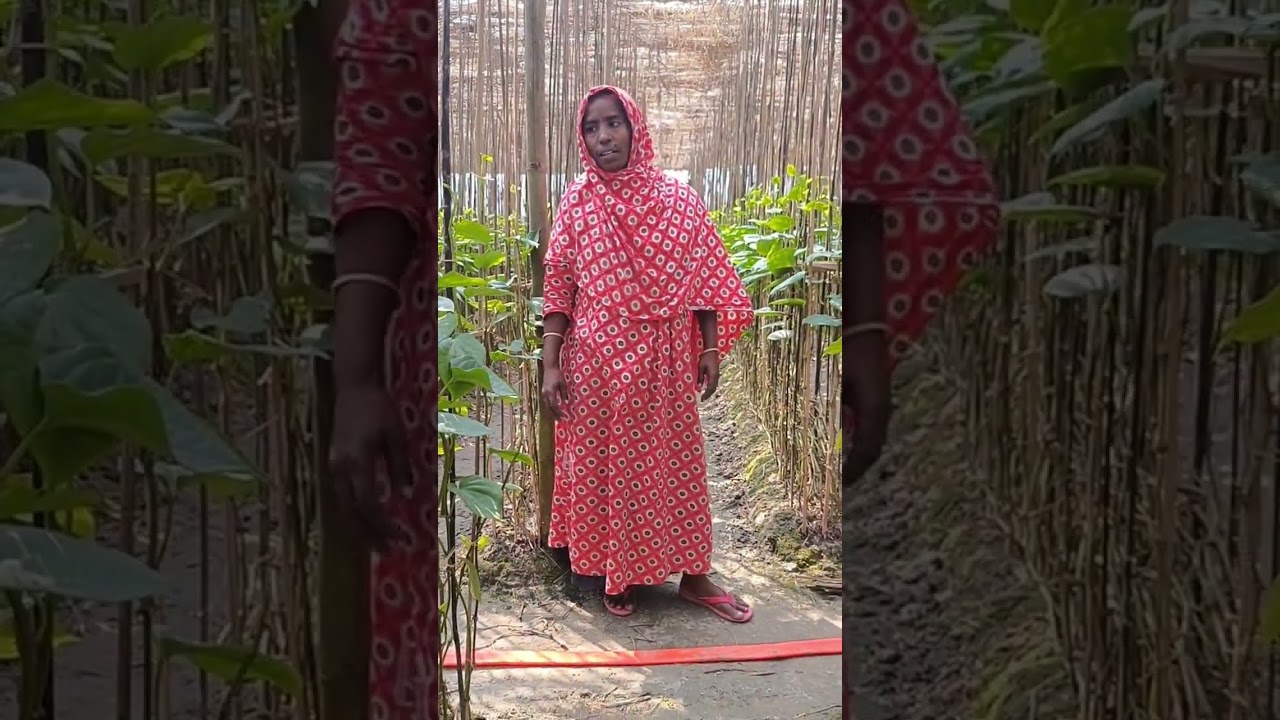অনেকদিন পরে পান বাগানে আসলাম