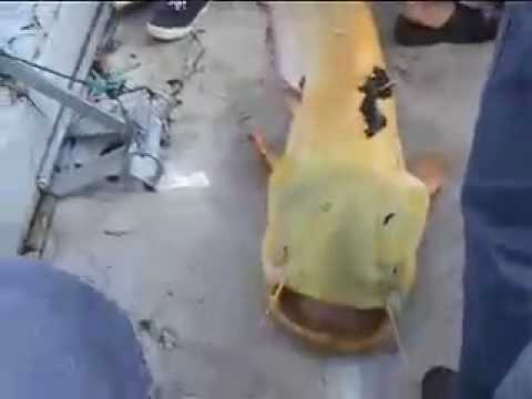 Video Albino wels catfish