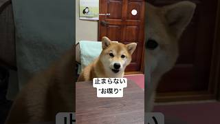 止まらない“おしゃべり”柴犬  #柴犬 #犬 #かわいい犬 #犬のいる暮らし #面白い