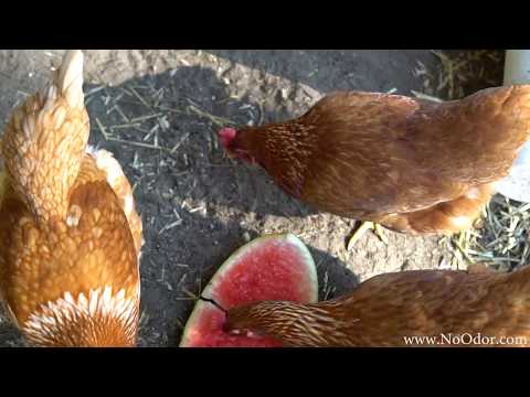 चिकन कॉप गंध मुक्त कैसे रखें