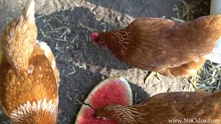 chicken coop keep odor