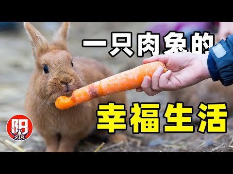 兔子和狗狗谁更聪明？出门遛个弯顺便找对象 | 小阳的昆虫世界