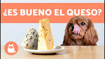 ¿Qué ocurre cuando un perro come queso?