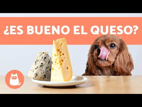 Video: ¿Pueden los perros comer helado, leche o queso cottage?