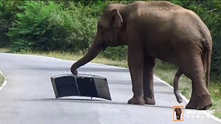 A ferocious wild elephant ripped off a car door.