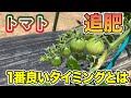 【トマト】追肥のタイミングと肥料の種類を紹介します！ただ追肥をするのは危険です