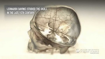 Zooming in on the Human Brain