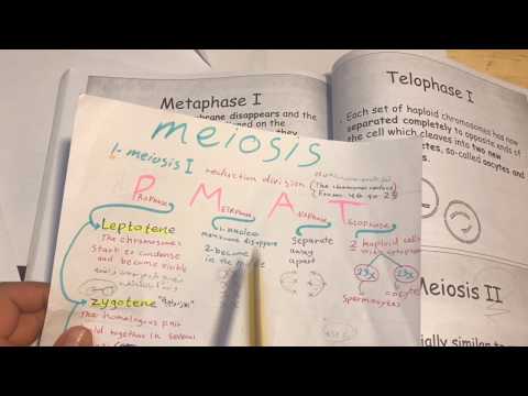 Video: Perbezaan Antara Prophase I Dan Prophase II