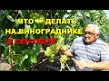 ОСНОВНЫЕ РАБОТЫ НА ВИНОГРАДНИКЕ В СЕНТЯБРЕ