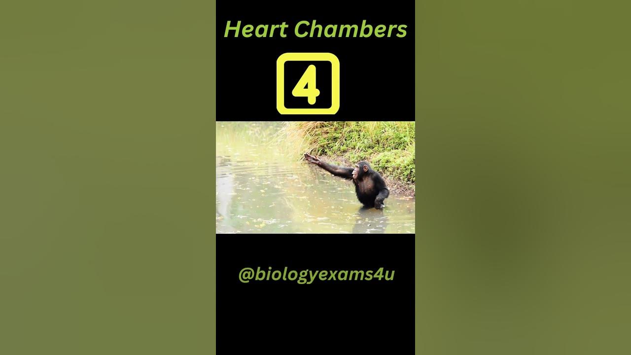 animals-heart-chambers-how-many-heart-chambers-do-animals-have